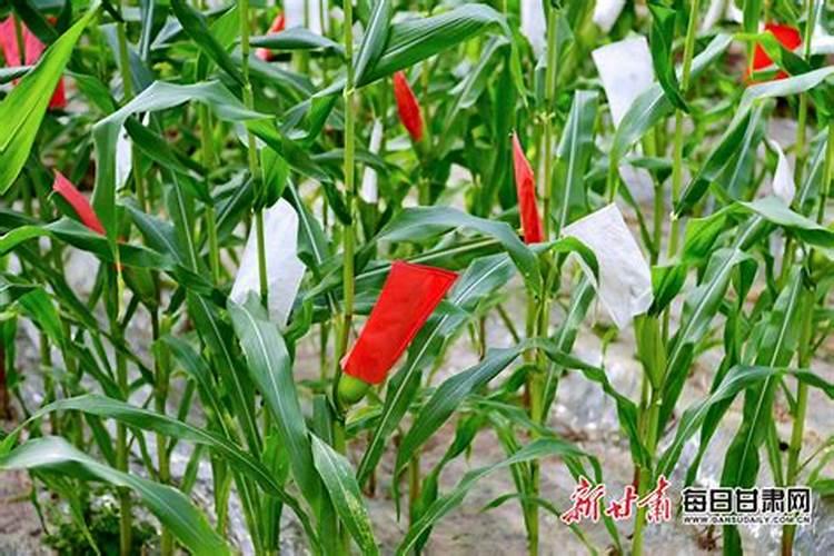 金正大控释玉米专用肥261212多少钱一吨