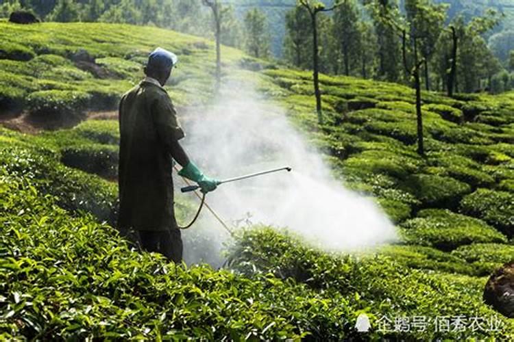 茶叶品质与施肥关系研究