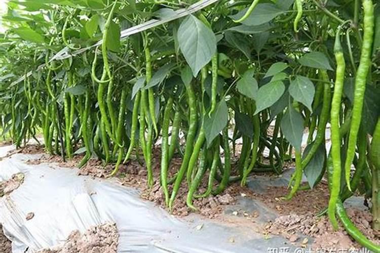 辣椒什么时候施用磷肥效果好？种植辣椒可以经常浇水吗？