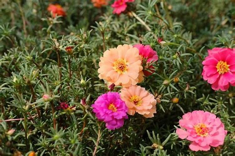 太阳花怎么种植长得快