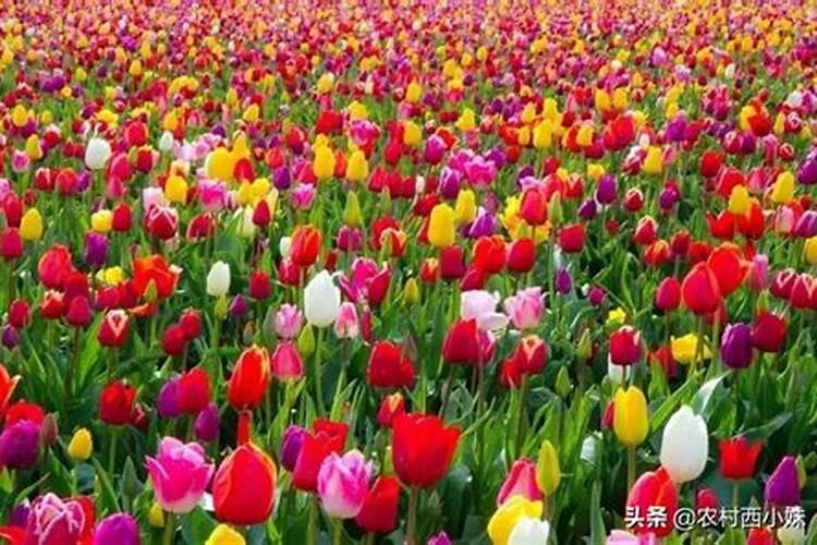 车厘子树叶五月中旬就开始黄叶,落叶是什么原因？