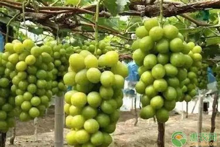 果树膨果肥要高钾吗