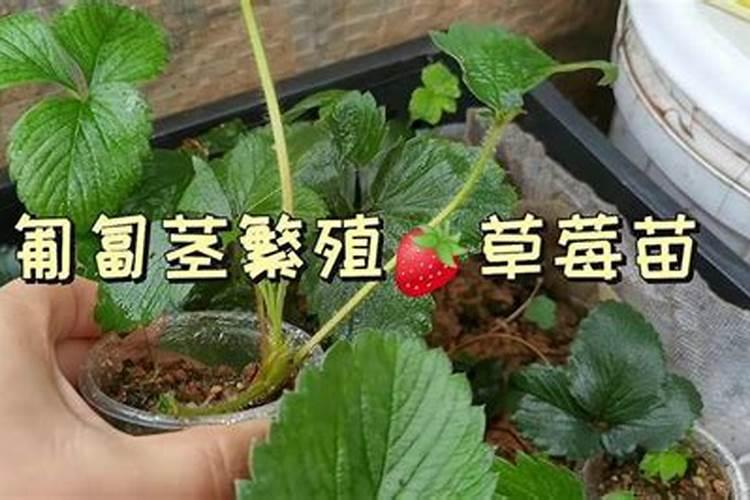 怎么减少草莓烂根死棵,有什么办法？