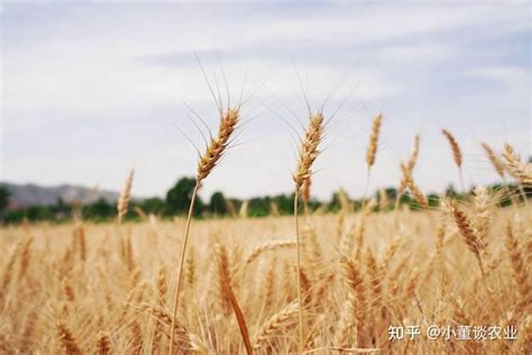 小麦灌浆期喷施什么叶面肥好