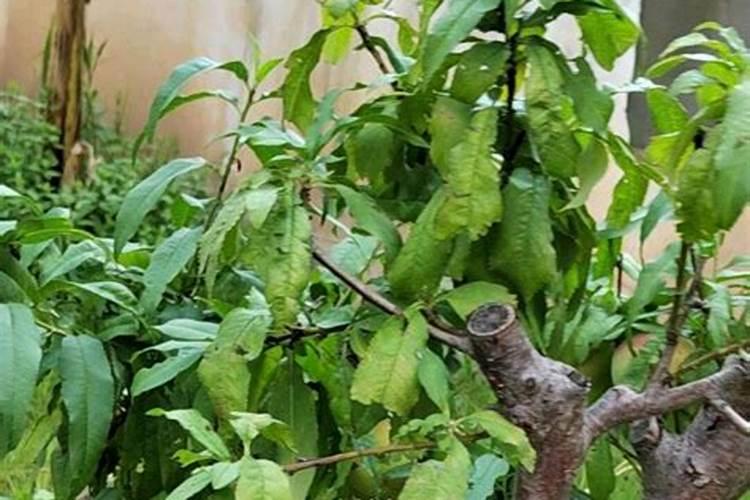 桃树摘完了桃子还要施肥吗