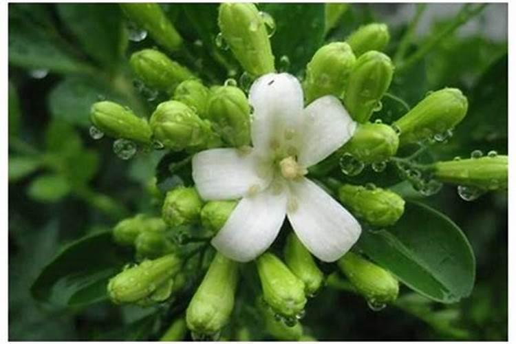青菜用什么肥料最好