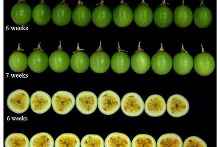 百香果施什么肥果实才能长的大