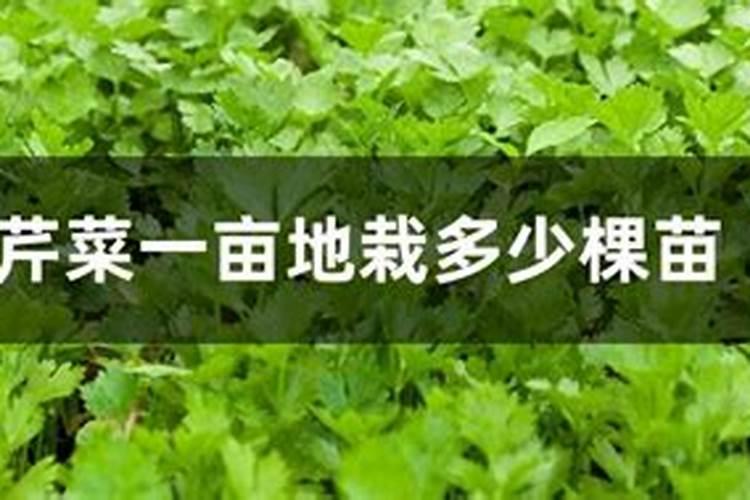 芹菜施肥方法