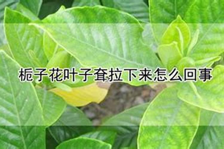 为什么青苹果百日草的叶子会泛黄呢？