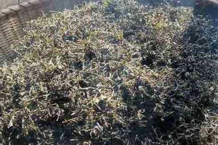 茶叶晒干之后烧成灰可以当花肥使用吗 烘干的茶叶可以浇花吗