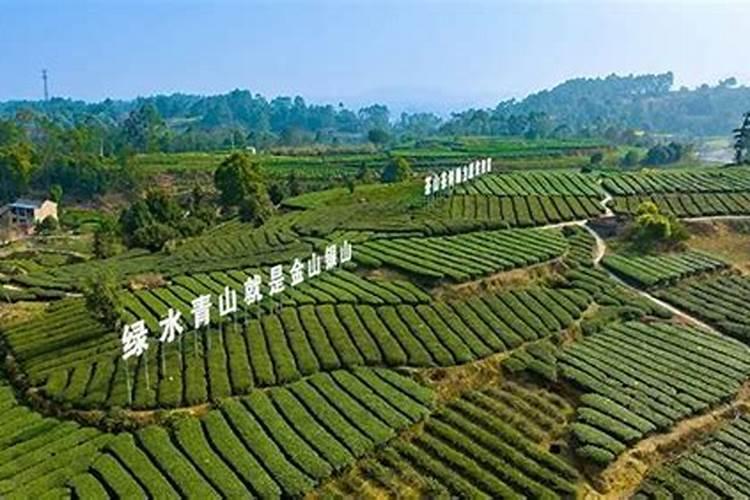 茶叶专用肥效果怎么样,如何施用