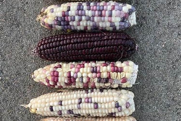 到底玉米还是苞米