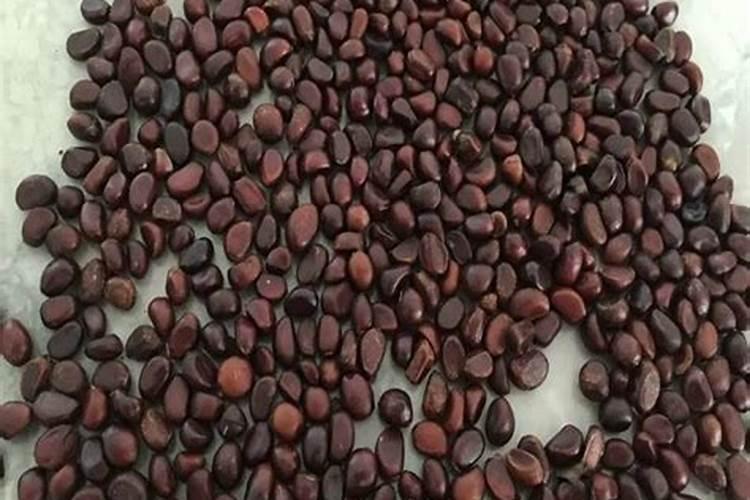 扦插赤芍可生根吗？