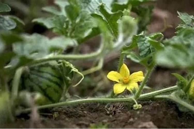 西瓜增产怎样用叶面肥？西瓜的施肥时间和方法有哪些？西瓜叶面肥喷施金泰...