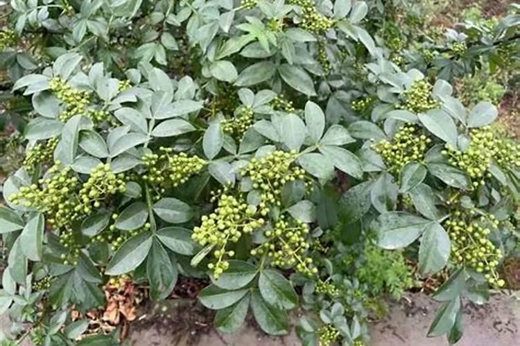 花椒叶面肥多久打好