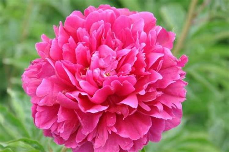 芍药花需要浇过冬水吗？