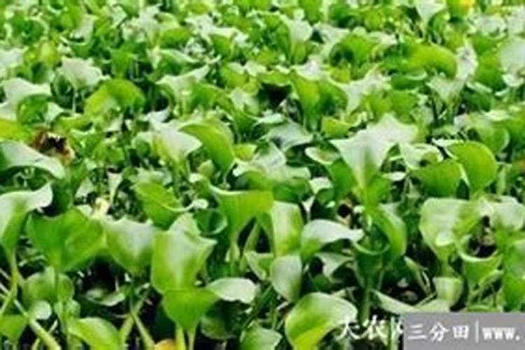 果树缺钙用什么肥料最适合(果树需补什么钙肥最好)