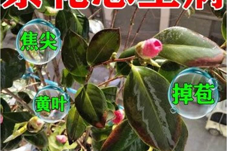 小葱全部长出黄色斑点随后开始枯萎,谁给看看,用什么办法谢谢