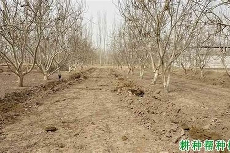 秋季果树施什么肥好 秋季果树施肥技巧