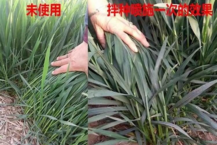 玉米碱的处理方式是怎样的