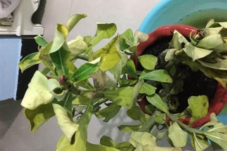 桅子花为什么不长叶子,不发新芽我的栀子花到现在还没长叶子怎么办？