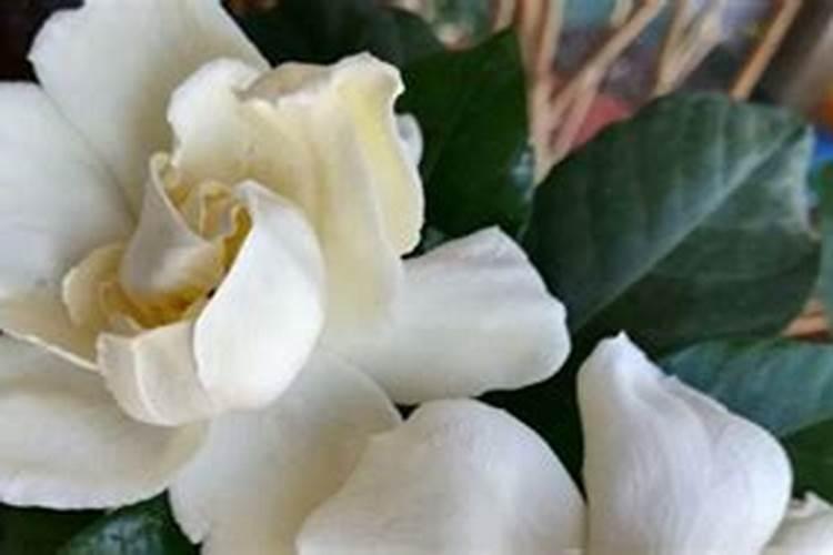 小叶栀子花可以水培吗