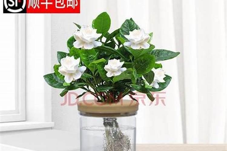 水培栀子花怎样养