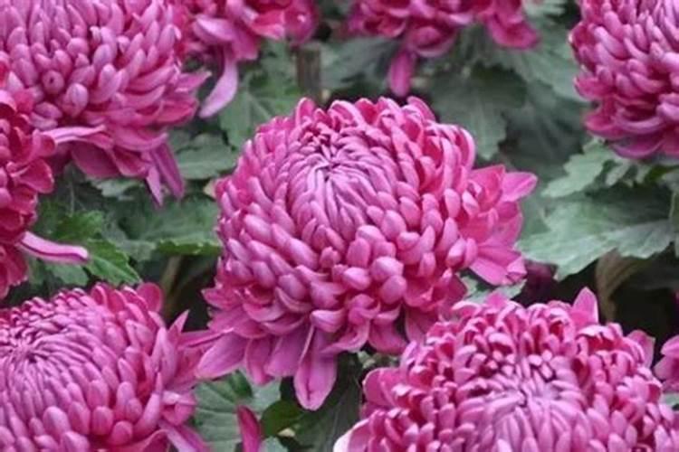 菊花为什么不开花
