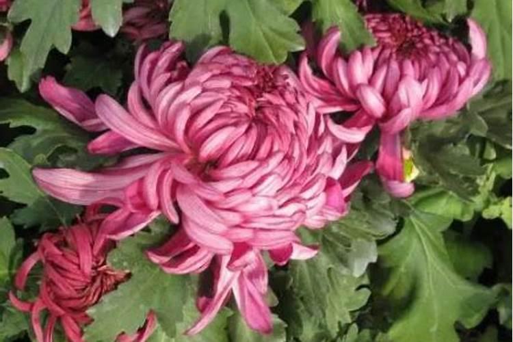 菊花施什么肥