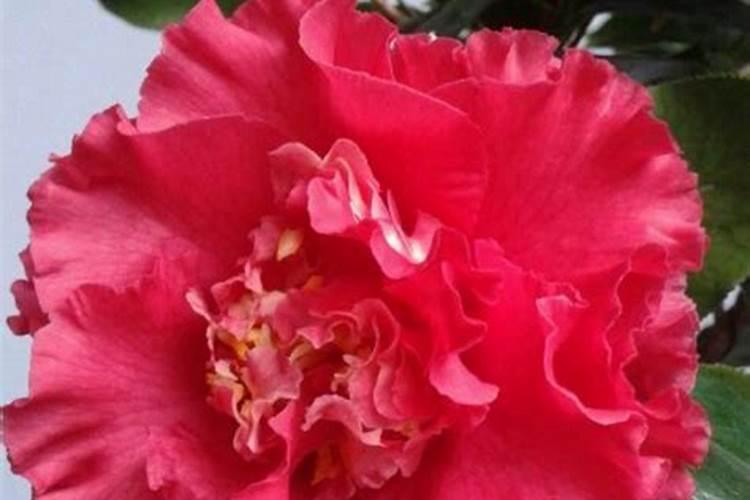 茶花打花苞时怎样施肥