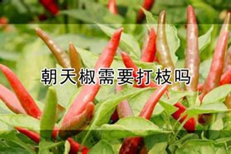 麦茬朝天椒如何选种 麦茬朝天椒怎么追肥