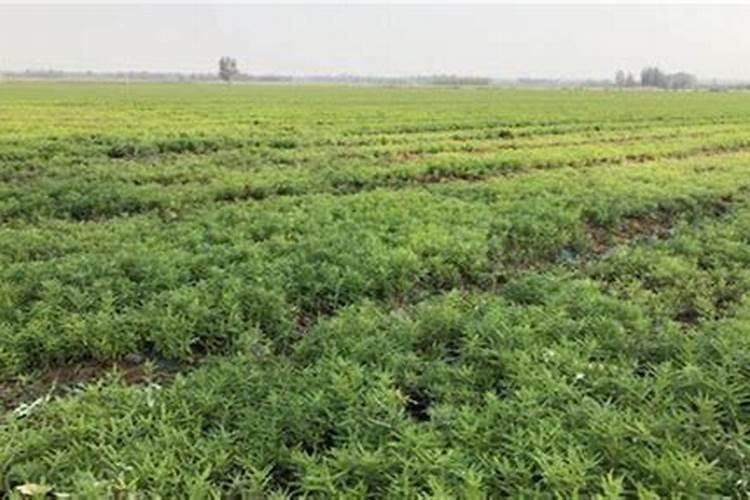 种植黄芩的时候,该怎么施肥？