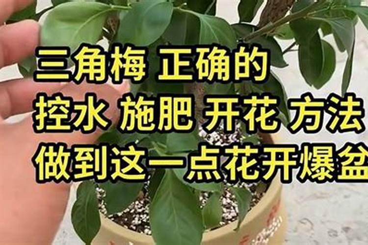三角梅什么时候施肥,春夏初期施肥最适宜(施后浇水)