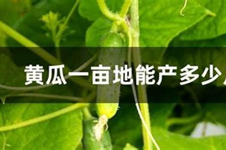 芸苔素对施肥过量有用么