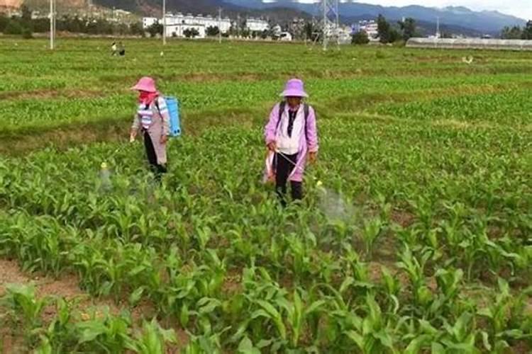 玉米喷施磷酸二氢钾用量多少为佳