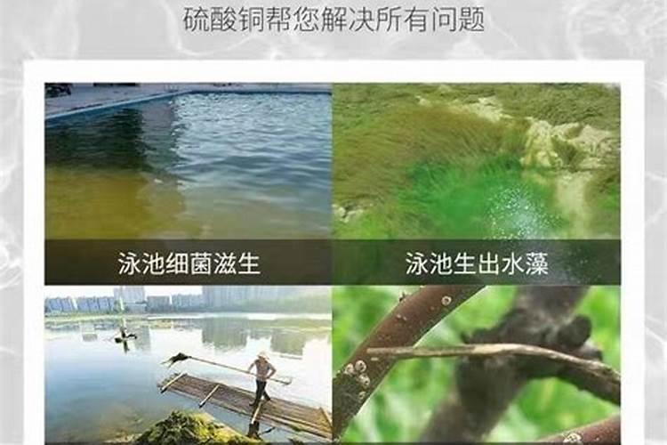 马铃薯白粉病是主要病害,马铃薯白粉病该怎么防治？