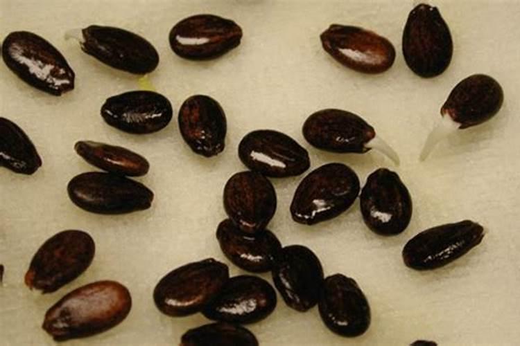 种植西瓜用什么肥料最佳？不同生长阶段,巧施肥料