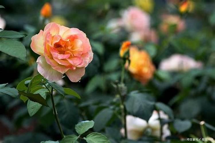 月季花施肥施什么肥料