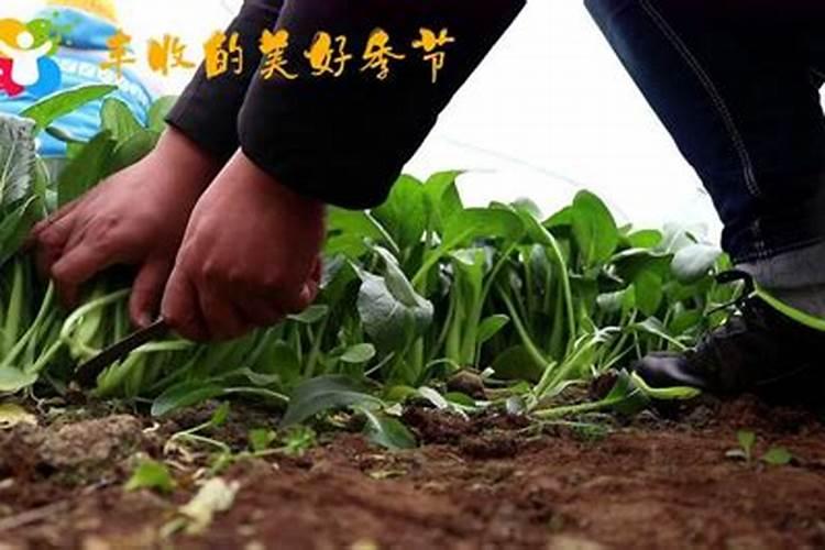 油菜追肥的最佳时间