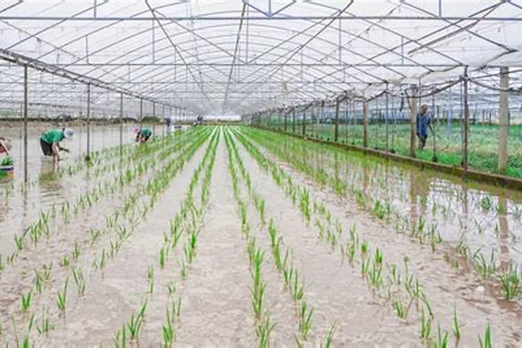 单季杂交水稻超高产栽培方法是什么 如何种植能高产