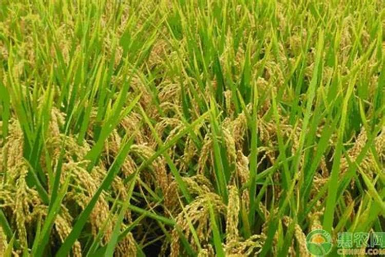 杂交水稻目前什么时候防治病虫害,用什么药物？