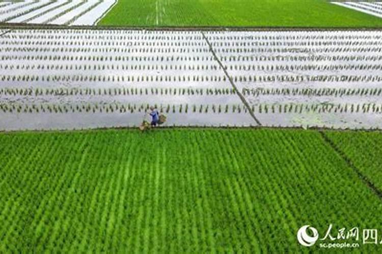 水稻怎样科学施肥？谢谢