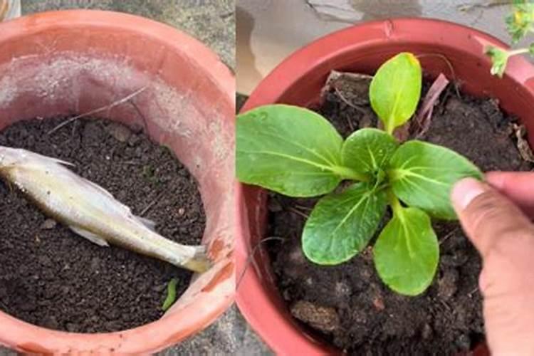 用鱼可以加工成肥料吗