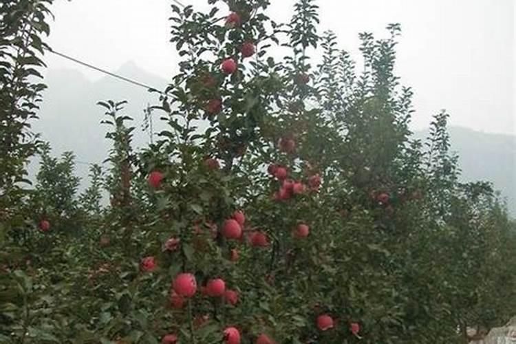 苹果树施钾肥最佳时间 注意事项有哪些