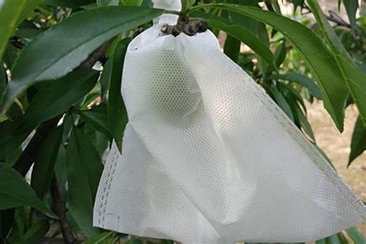 桃套袋前打什么药