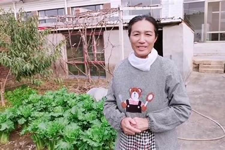 大白菜使用芸苔素内酯的技术和注意事项是什么？