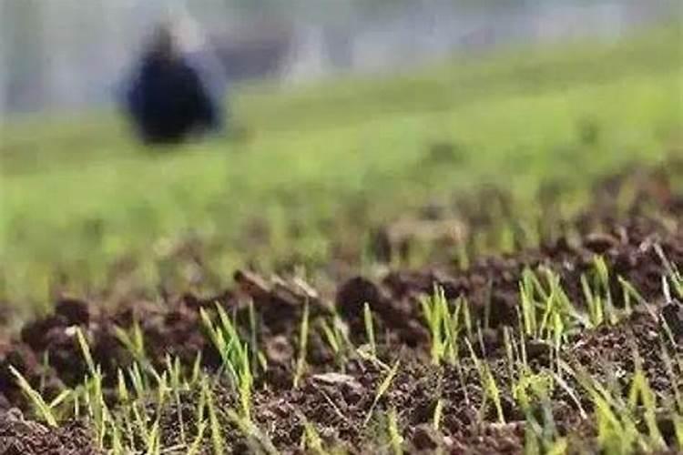 葡萄树雨前打药好还是雨后打药好？