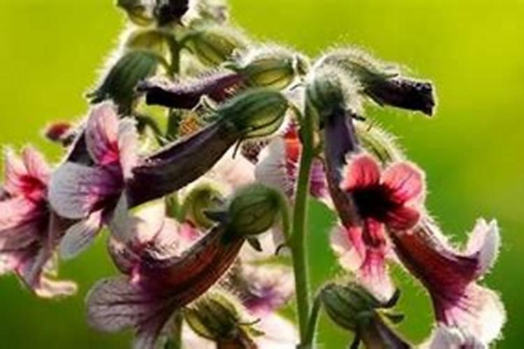 中药材地黄底肥用200斤磷酸二铵100斤硫酸钾30斤尿素可以吗