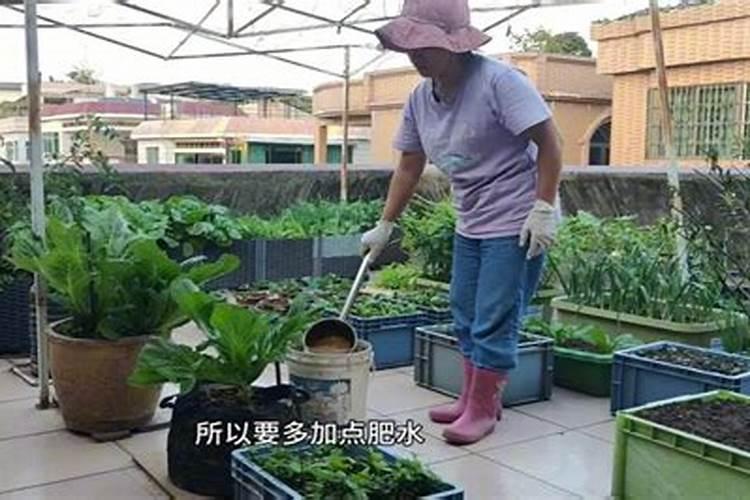 菜地是早上浇水好还是晚上浇水好？原因是什么呢？
