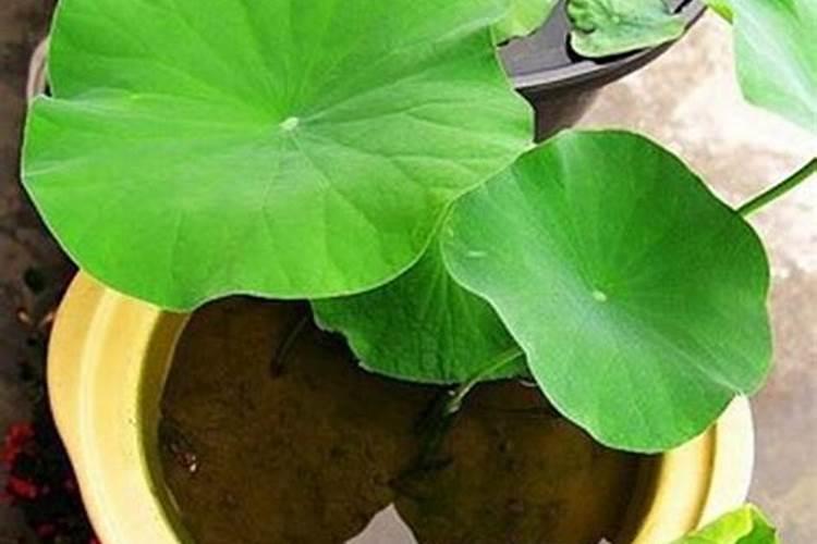 盆栽荷花如何施肥,磷钾肥为主氮肥为辅